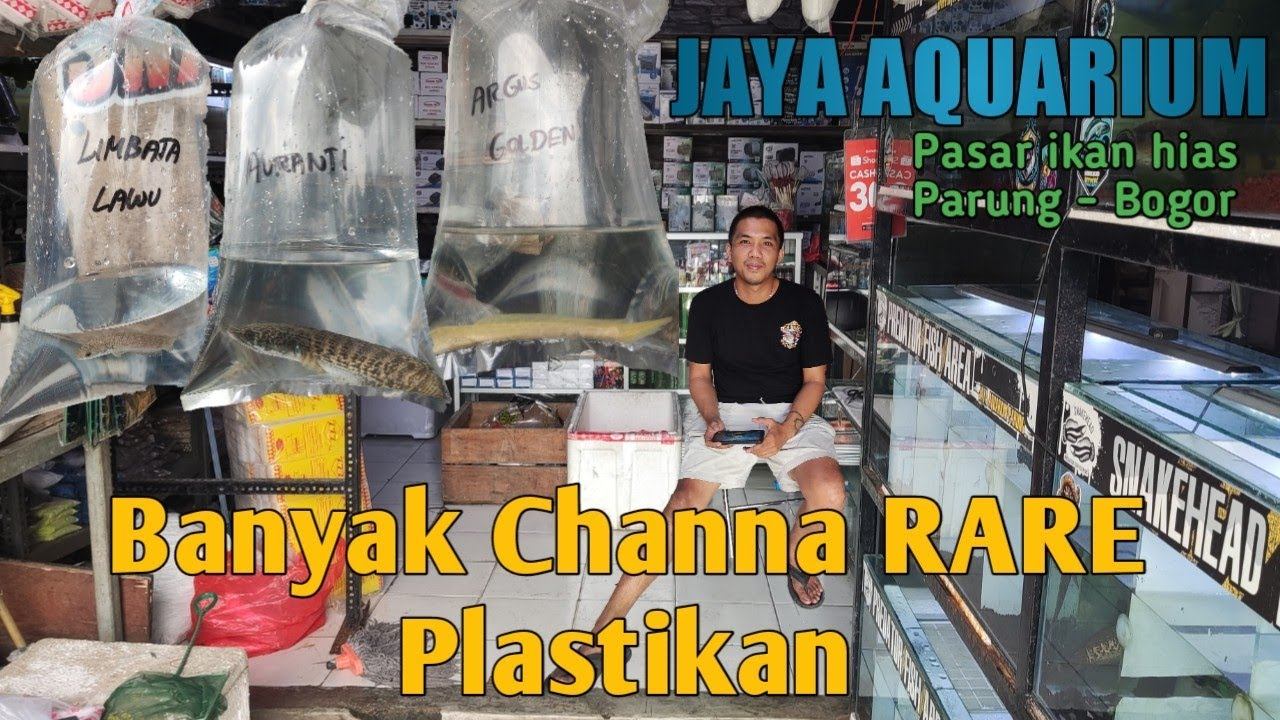 Update Harga Pasar Ikan Hias Parung Bogor !!  Banyak Ikan Channa RARE Plastikan!!