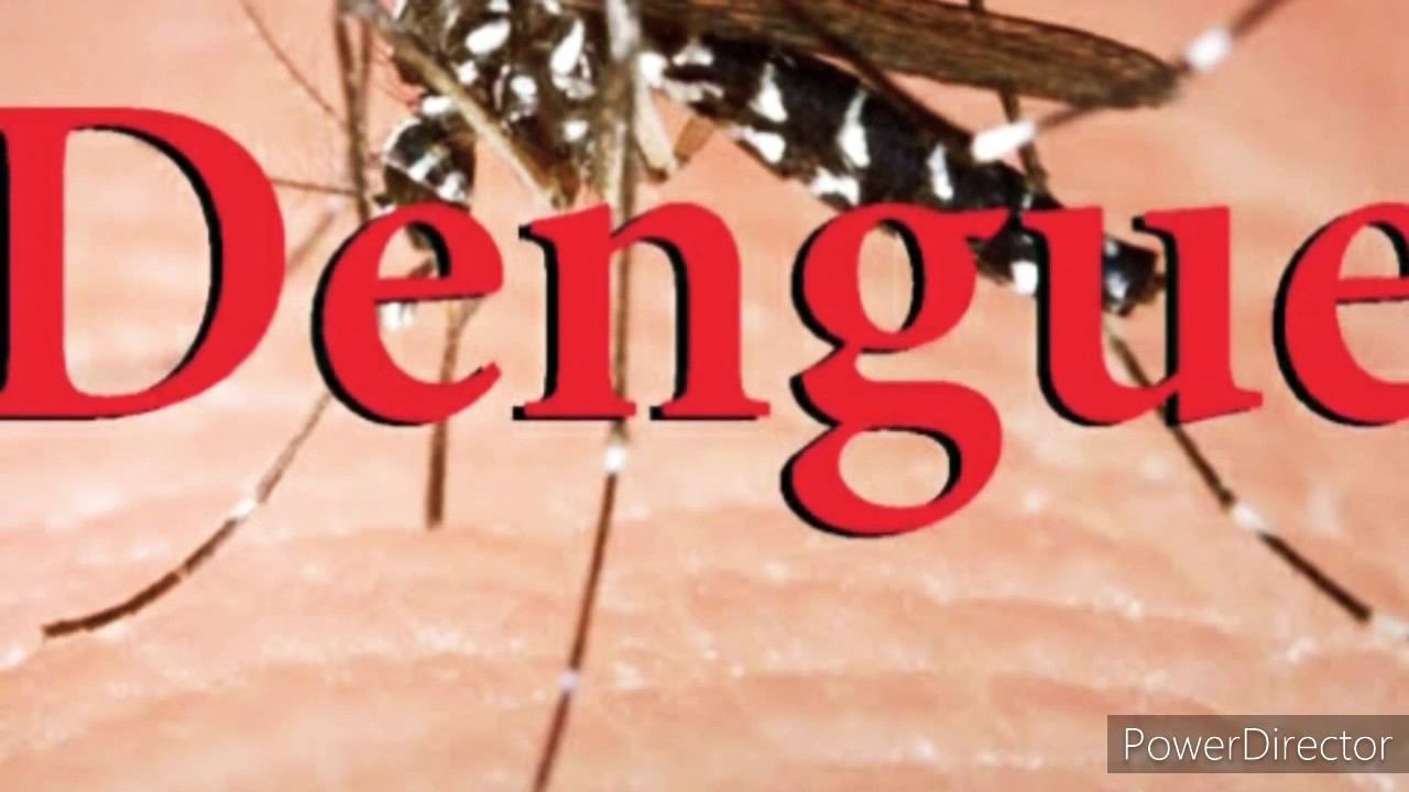 Dengue IgM detection by ELISA method ... смотреть онлайн