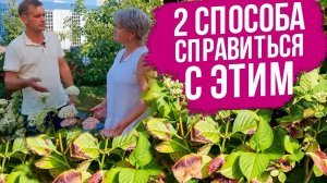 У гортензии сохнут края листьев. Что делать? Паутинный клещ на гортензии. Подкормки гортензии.