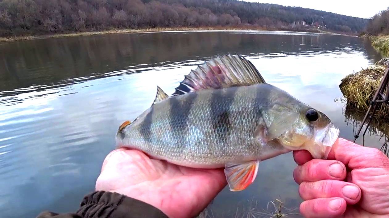 ОКУНЬ НА ЖИВЦА. смотреть онлайн