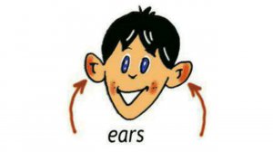 How to Pronounce Ears in British English
