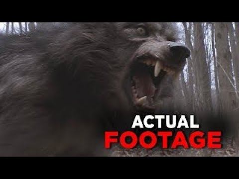 Most INSANE Trail Cam Footage That Will Leave You SPEECHLESS смотреть онлайн