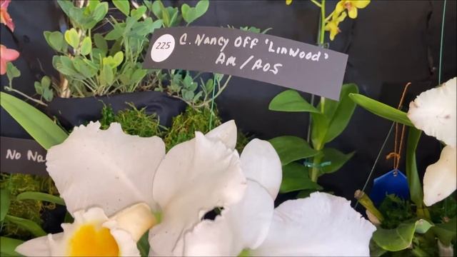 Ft Pierce Orchid Society Show & Sale, Florida 2021. Форт Пирс, Флорида, шоу орхидей, ноябрь 2021 смотреть онлайн
