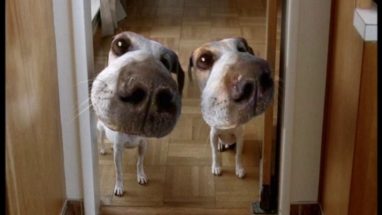 Olympus 'Distorted Dogs' смотреть онлайн