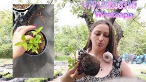 Метельчатая гортензия "Стар Роуз"История о том,как Вы пропустили красоту!🤭