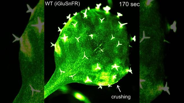 Glutamate triggers long-distance, calcium-based plant defense signaling смотреть онлайн