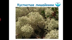 Лишайники