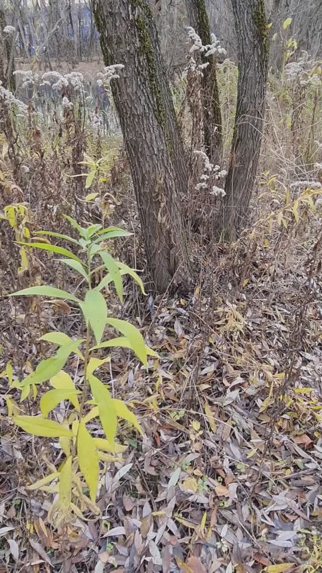 В парке 13 день ноября 2024г