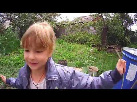 Навела порядок в теплице,урожай груш. смотреть онлайн