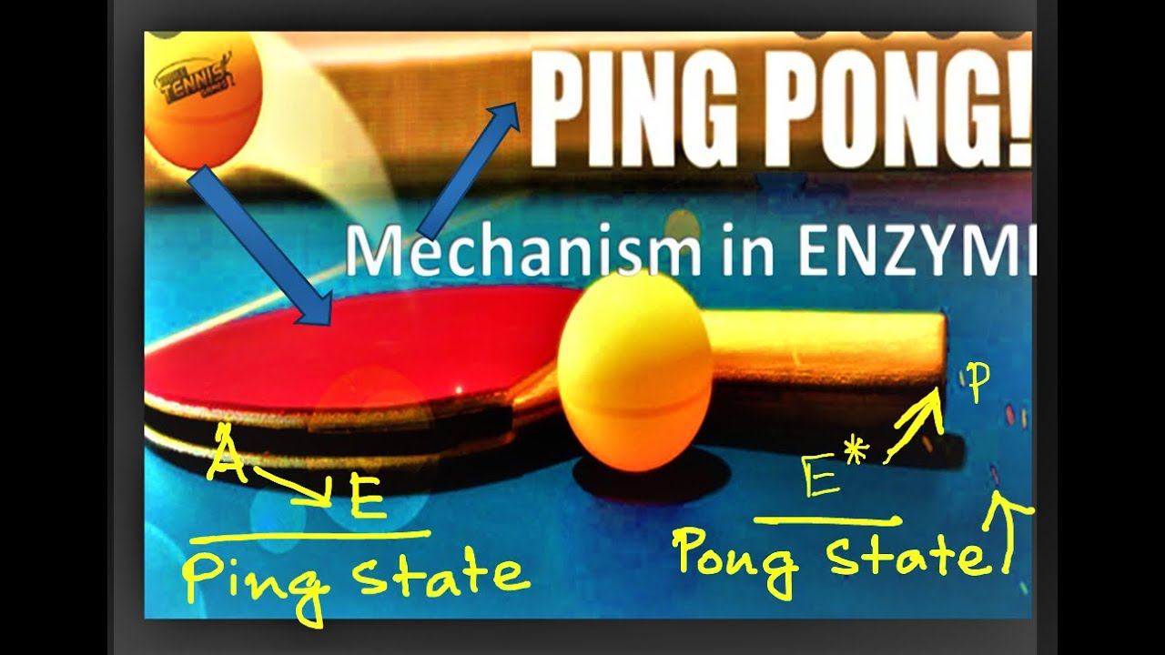 What is PING PONG mechanism Enzyme Kinetics.? A general concept in Biochemistry смотреть онлайн