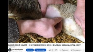 ВЫЛЕЧИЛ ОСТРЫЙ МАСТИТ У КОЗЫ | #козы #ветеринар #мастит