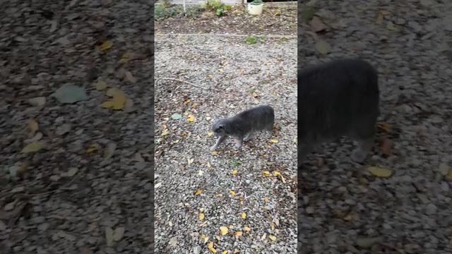 серый котик прихрамывает смотреть онлайн