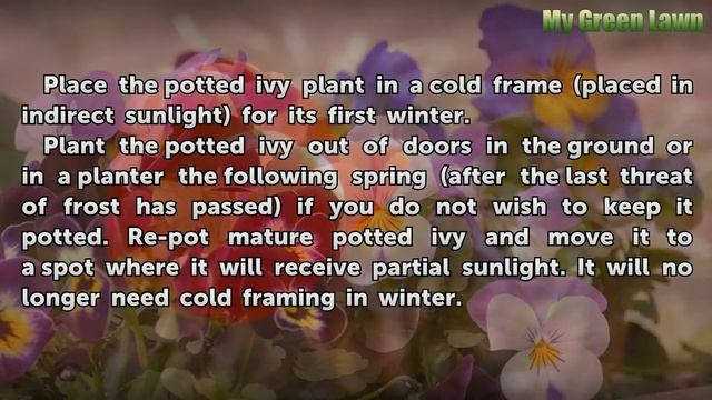How to Plant Ivy Seeds смотреть онлайн