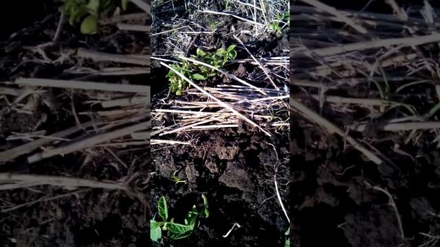 СОЯ по нулевой технологии часть1. Первый тройчатый лист и клубеньки. смотреть онлайн