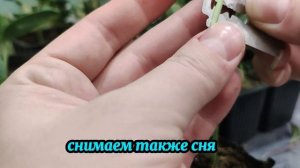 Прививка арбуза на лагенарию для Московской области