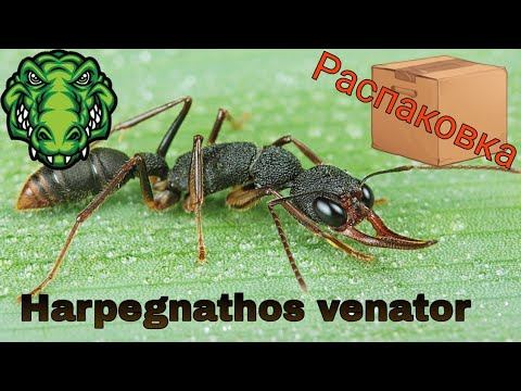 Распаковка посылки. Harpegnathos Venator.