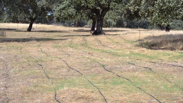 Vivencia Dehesa.Valdepajares de Tajo (Ecoturismo, Birdwatching, Agricultura y Medio Ambiente) смотреть онлайн