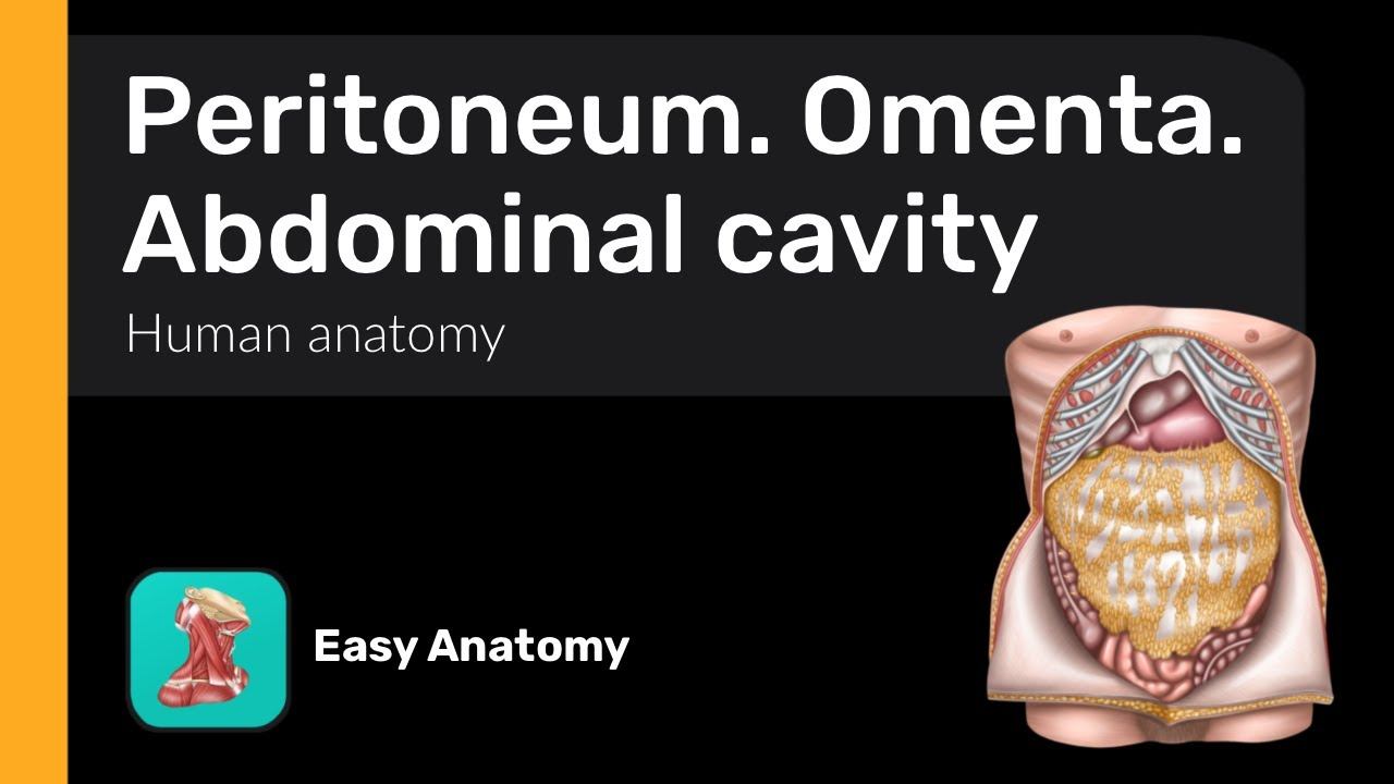 Peritoneum | Omenta | Abdominal cavity | Anatomy & Function смотреть онлайн