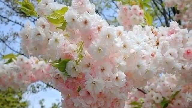 Странный сон...исп. Денис Клявер смотреть онлайн