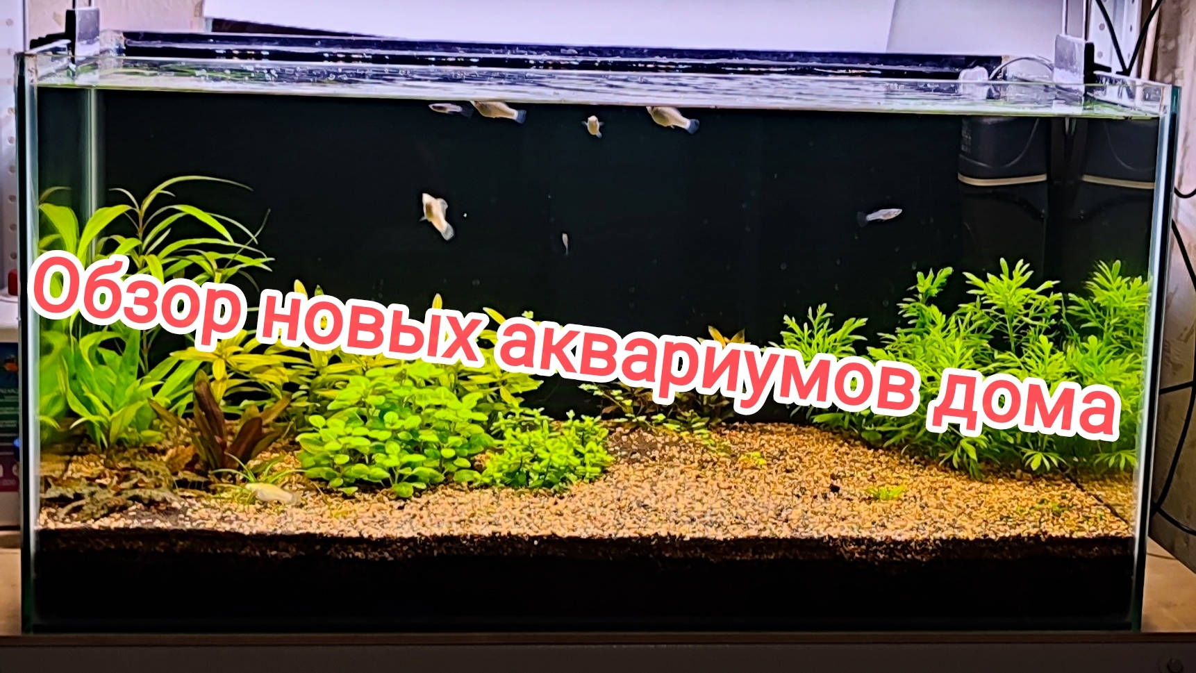 Запустил новые аквариумы на металлическом стеллаже. смотреть онлайн