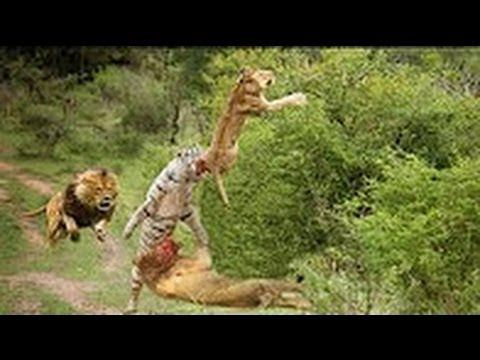 Prey Animals vs Predator Fight Back HD ✔ Lion Attack Buffalo, Gorilla, Bear, Lion смотреть онлайн