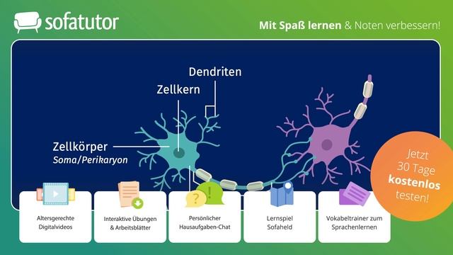Nervenzelle – Bau und Funktion einfach erklärt – Biologie 9. & 10. Klasse смотреть онлайн