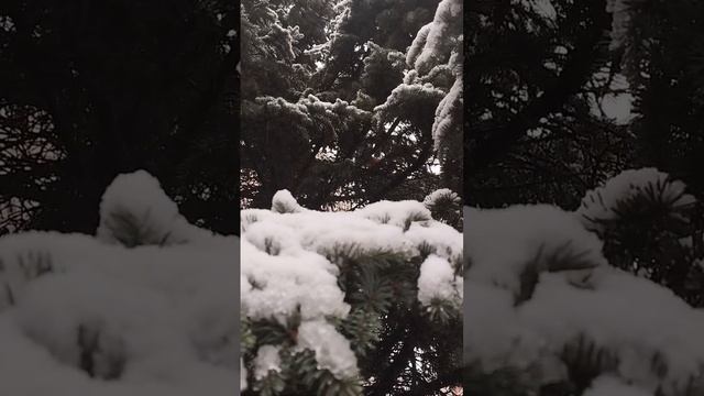 Кубань 26 ноября 2024 года. Немного снега с утра