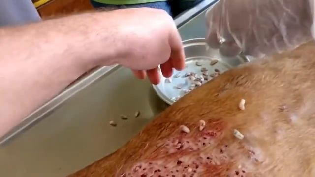 Бедная собака, полностью поражена подкожными паразитами смотреть онлайн