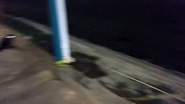 The Fight of two Domincan Cats (Avogadro & Barsik) Part 1 смотреть онлайн