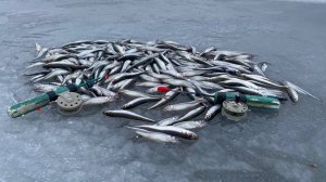 Ловля корюшки на Финском заливе | Душевное закрытие сезона 2021 | Зимняя рыбалка на корюшку