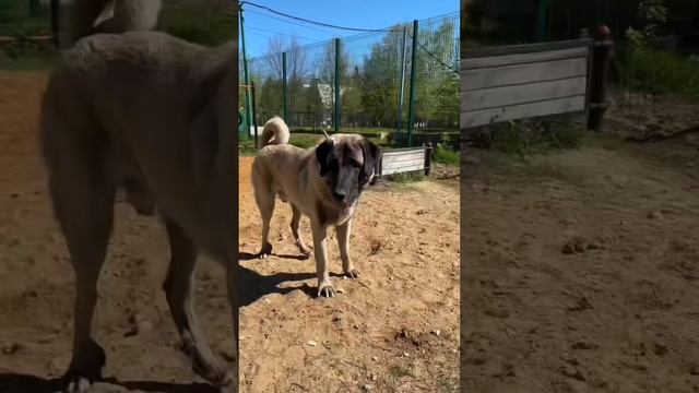 ДО КОНЦА Вывела Подпишись#МоникаПитомцыиКоманда #мемы #мем #питомцы смотреть онлайн