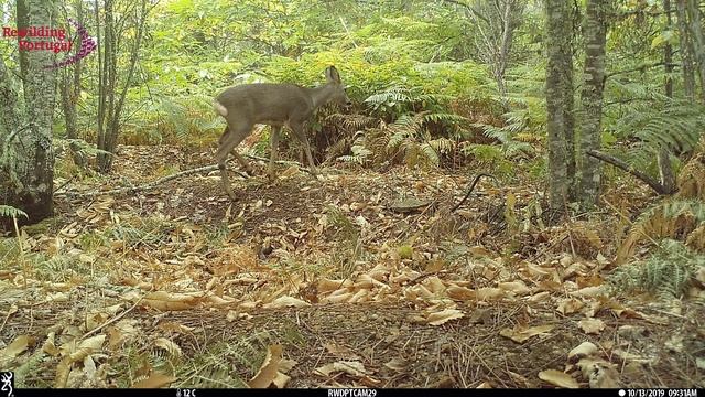 The forest under the canopy смотреть онлайн