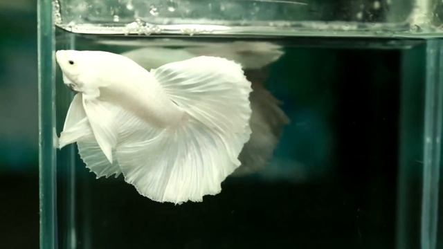 Betta insight- H10 White platinum смотреть онлайн