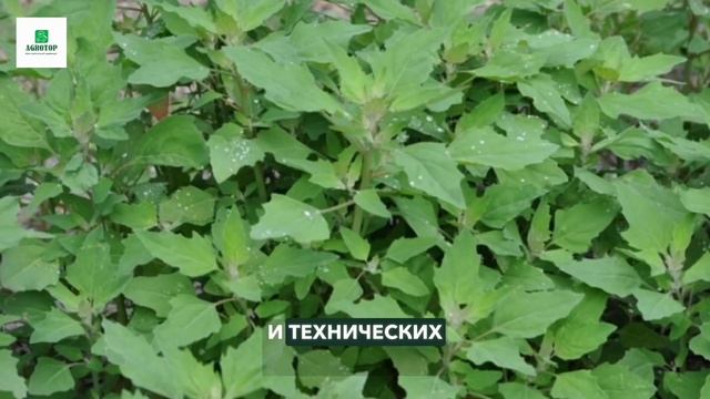 Многолетние и однолетние злаковые сорняки борьба с ними с гербицидом Гезагард смотреть онлайн
