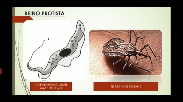 Reino Protista - Biología смотреть онлайн