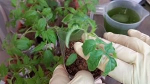 Подсыпаю грунт в томаты для развития корневой системы от 15.04.2024