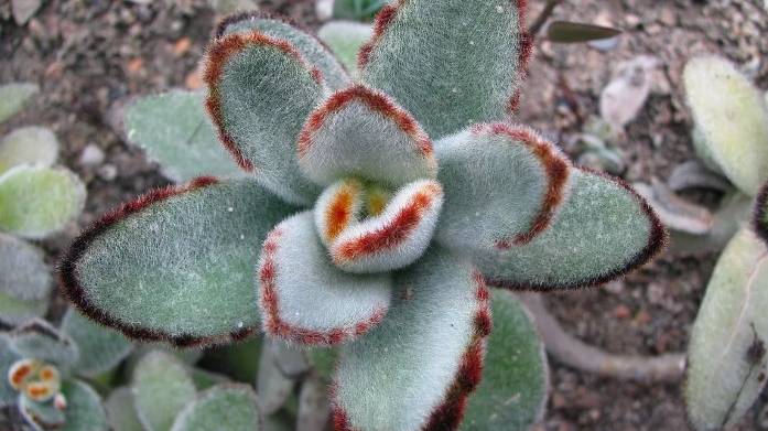 Каланхоэ войлочное (томентоза): уход в домашних условиях, виды смотреть онлайн