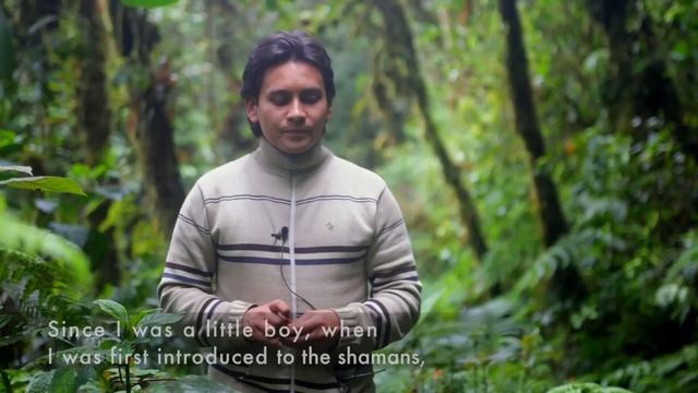 Invitation to the Colombian Cloud Forest смотреть онлайн