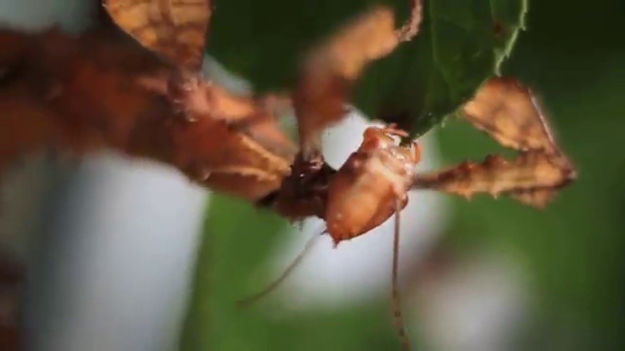 Straszyk australijski (Extatosoma tiaratum) смотреть онлайн