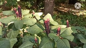 Ольга Брендовна.Почему к ним с Риком никто в гости не ходит