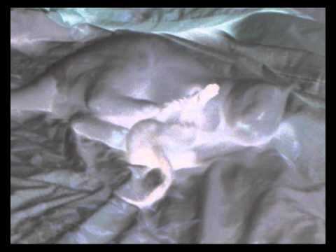 коты мистики