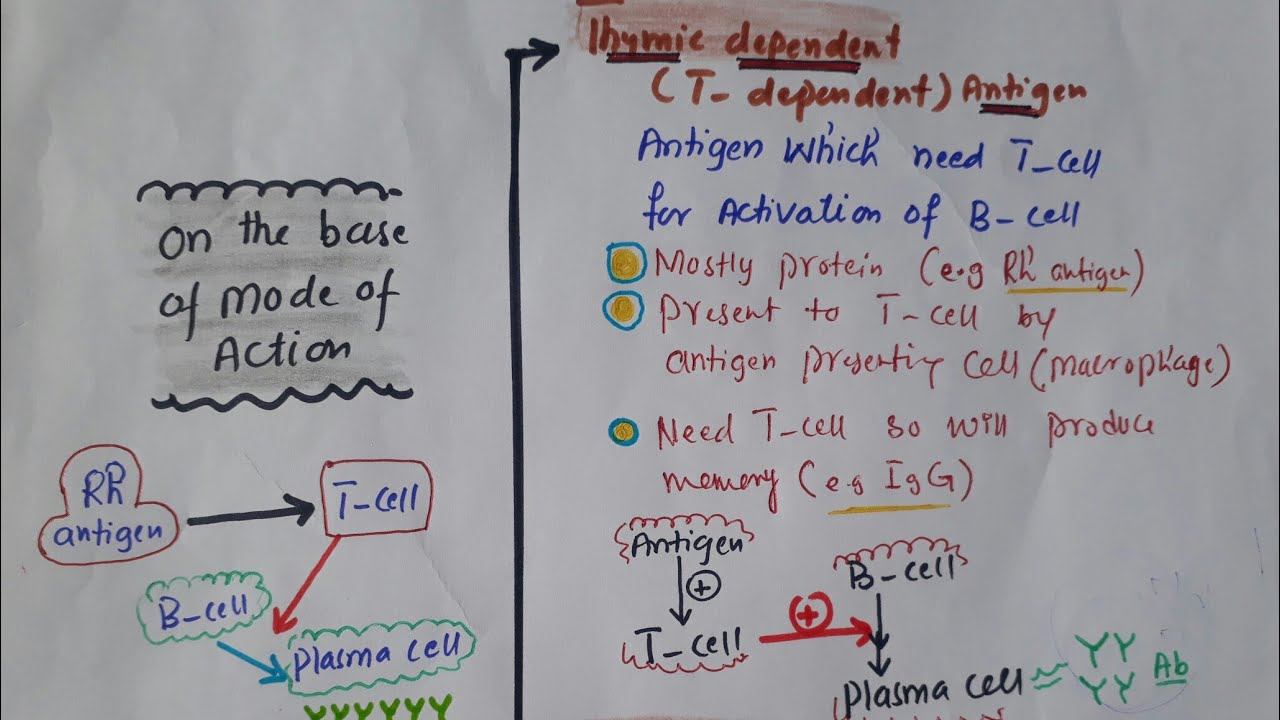 Immunology lec#10 D Classification of Antigen смотреть онлайн
