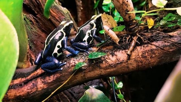 Dendrobates Tinctorius Cobalt calling and courting