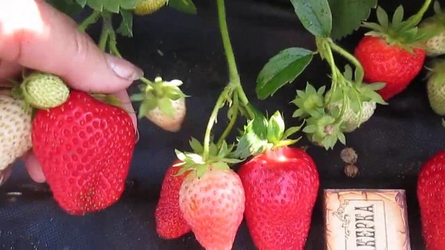 БРИЛА-ЛУЧШИЙ 🍓ПРОМЫШЛЕННЫЙ ранний сорт клубники смотреть онлайн