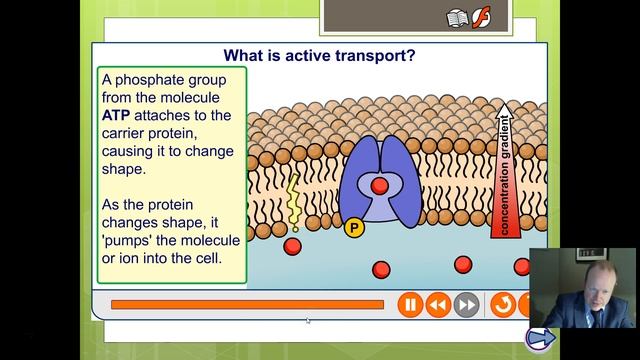 OCR Biology 10 Active Movement Processes смотреть онлайн