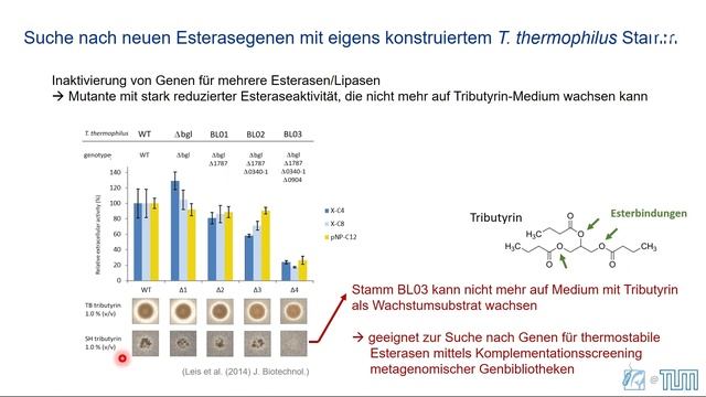 TUM@Freising: Klein, aber oho - Faszinierende Leistungen von Bakterien смотреть онлайн