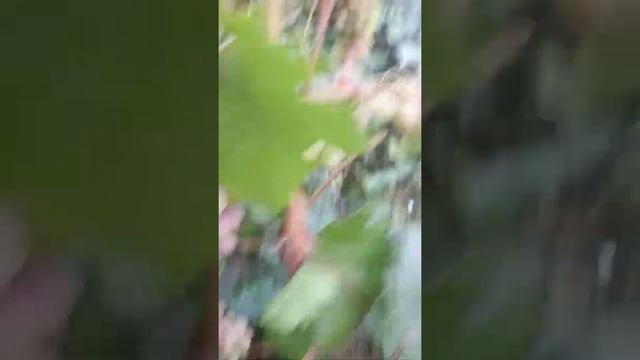 Виноград Преображение , пасынковый урожай смотреть онлайн