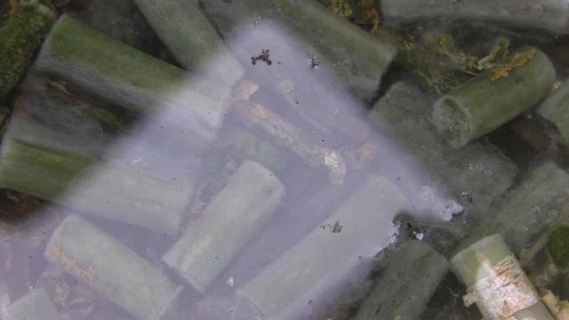 Organ improvisation, Benedictine Abbey, 1952 | ashtray rainwater and old butts reflecting the sky смотреть онлайн