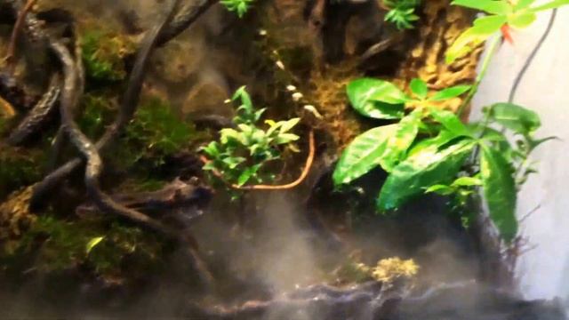 Exo Terra 90x45x90, and 60x45x60. Panther chameleon (Furcifer Pardalis, Ambilobe blue bar). смотреть онлайн