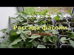 Рассада вьющейся фасоли